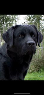 Labrador dek reu, Dieren en Toebehoren, Honden | Dekreuen, Particulier, 6 jaar of ouder, CDV (hondenziekte), Reu