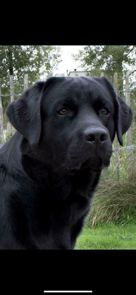 Labrador dek reu, Dieren en Toebehoren, Honden | Dekreuen, Reu, Particulier, Eén hond, Nederland, 6 jaar of ouder, CDV (hondenziekte)