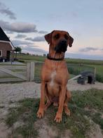 Rhodesian Ridgeback ter dekking, Dieren en Toebehoren, Rabiës (hondsdolheid), Reu, Eén hond, 3 tot 5 jaar