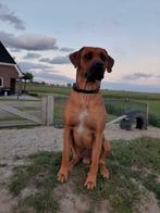 Rhodesian Ridgeback ter dekking, Dieren en Toebehoren, Honden | Dekreuen, Particulier, Rabiës (hondsdolheid), 3 tot 5 jaar, Reu