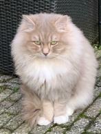 RAGDOLL DEKKATER  Lilac Solid Tabby Mitted