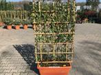 Elaeagnus ebbingei leischerm, kant en klaar haag, Ophalen of Verzenden, Overige soorten, 100 tot 250 cm