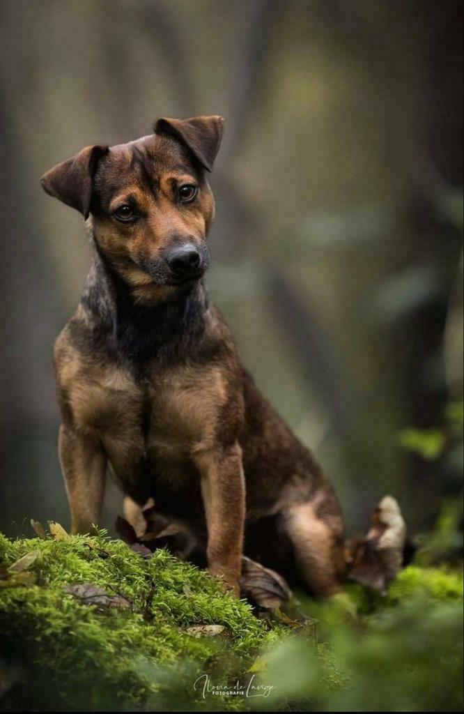 Superknappe Jack Russel(l) dekreu, Dieren en Toebehoren, Honden | Dekreuen, Reu, Particulier, Eén hond, Nederland, 3 tot 5 jaar