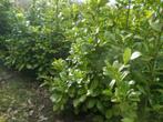 laurier rotundifolia 120-140-160