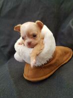 3 langhariggen chihuahua teefjes ouders zijn aanwezig, Dieren en Toebehoren, Honden | Chihuahua's en Gezelschapshonden, Rabiës (hondsdolheid)