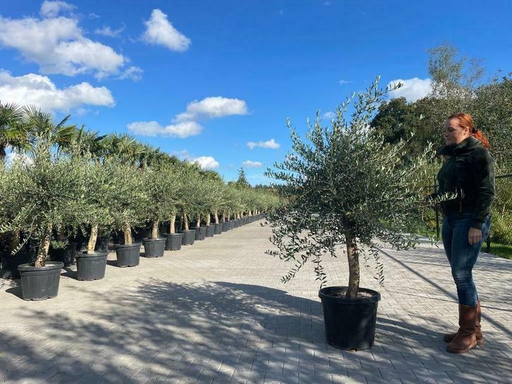 Olijfboom - Olijfbomen - Olea europaea stamomtrek 20/30 cm, Tuin en Terras, Planten | Bomen, Olijfboom, 100 tot 250 cm, Volle zon