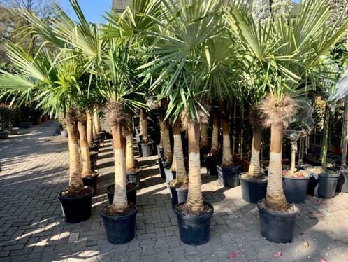 Trachycarpus fortunei palmen stripped trunk / geschilde stam, Tuin en Terras, Planten | Bomen, Palmboom, 100 tot 250 cm, Winter