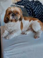 Dekreu shi tzu (niet te koop), Dieren en Toebehoren, Honden | Dekreuen, Particulier, Rabiës (hondsdolheid), 3 tot 5 jaar, Reu