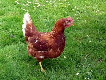 Legkippen Isa Brown Sussex Nera Leghorn Marans Zijdehoen