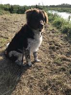 Kruising Stabij/wetterhun dekreu, Dieren en Toebehoren, CDV (hondenziekte), Particulier, 1 tot 2 jaar, Reu