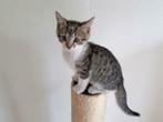 Europese Korthaar Kittens gezocht, Dieren en Toebehoren, Katten en Kittens | Overige Katten, Kortharig, Meerdere dieren, 0 tot 2 jaar