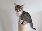 Europese Korthaar Kittens gezocht, Dieren en Toebehoren, Katten en Kittens | Overige Katten, Meerdere dieren, Kortharig, 0 tot 2 jaar