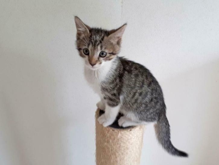 Europese Korthaar Kittens gezocht, Dieren en Toebehoren, Katten en Kittens | Overige Katten, Kortharig, Meerdere dieren, 0 tot 2 jaar