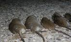Rattenbestrijding mbv persluchtbuks en warmtekijker., Diensten en Vakmensen, Ongediertebestrijding