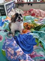 Te koop pups Pekinees dames, Dieren en Toebehoren, Honden | Bulldogs, Pinschers en Molossers, Teef, 8 tot 15 weken, Nederland