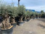 Olijfboom 100/120 stamomtrek mini bonsai met grillige stam, Tuin en Terras, Planten | Bomen, In pot, Olijfboom, Lente, Volle zon