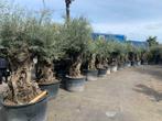 Olijfboom 100/120 stamomtrek mini bonsai met grillige stam, Tuin en Terras, Planten | Bomen, Ophalen of Verzenden, Lente, 100 tot 250 cm