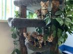 Bengaal cattery heeft regelmatig kittens met stamboom