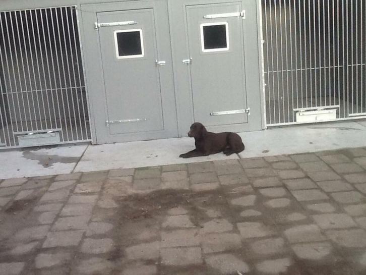 Hondenpension, Diensten en Vakmensen, Dieren | Honden | Verzorging, Oppas en Les, Particuliere oppas