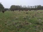 Hereford Rundvlees rund koeien vlees, Dieren en Toebehoren, Runderen, 0 tot 2 jaar