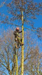 Bomen kappen rooien vellen zagen, Tuinonderhoud of Snoeiwerk