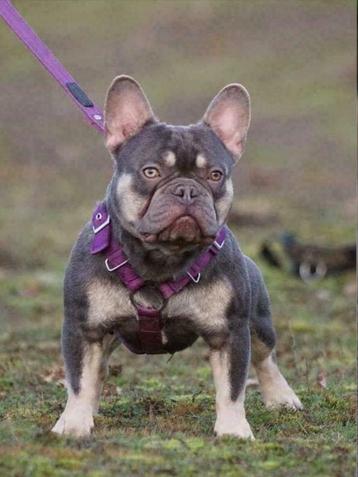 Franse bulldog dekreu met neus en volledig getest 