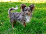 Choco merle vlinderhondje/chihuahua dekreutje (niet te koop), Dieren en Toebehoren, Particulier, 3 tot 5 jaar, Nederland, Eén hond