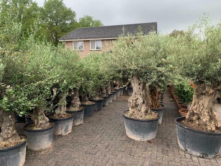 Olijfboom 100/120 stamomtrek mini bonsai met grillige stam, Tuin en Terras, Planten | Bomen, Olijfboom, 100 tot 250 cm, Volle zon