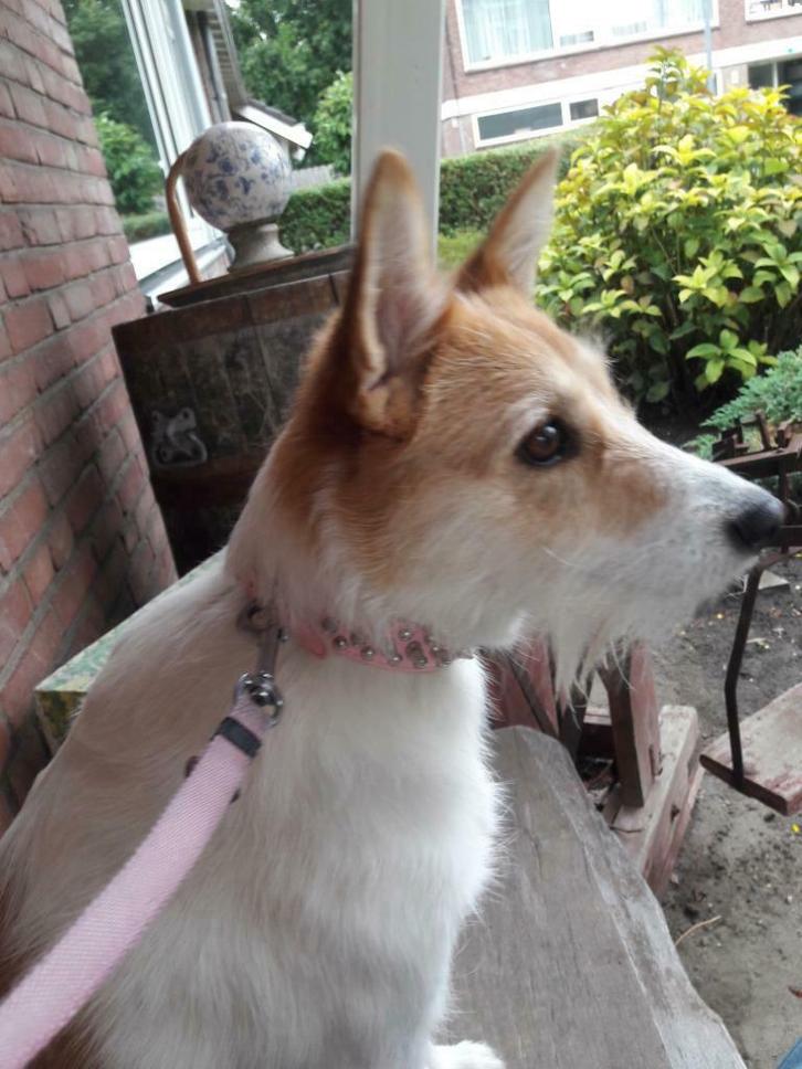 Hondenoppas, Diensten en Vakmensen, Dieren | Honden | Verzorging, Oppas en Les, Pension of Dagopvang