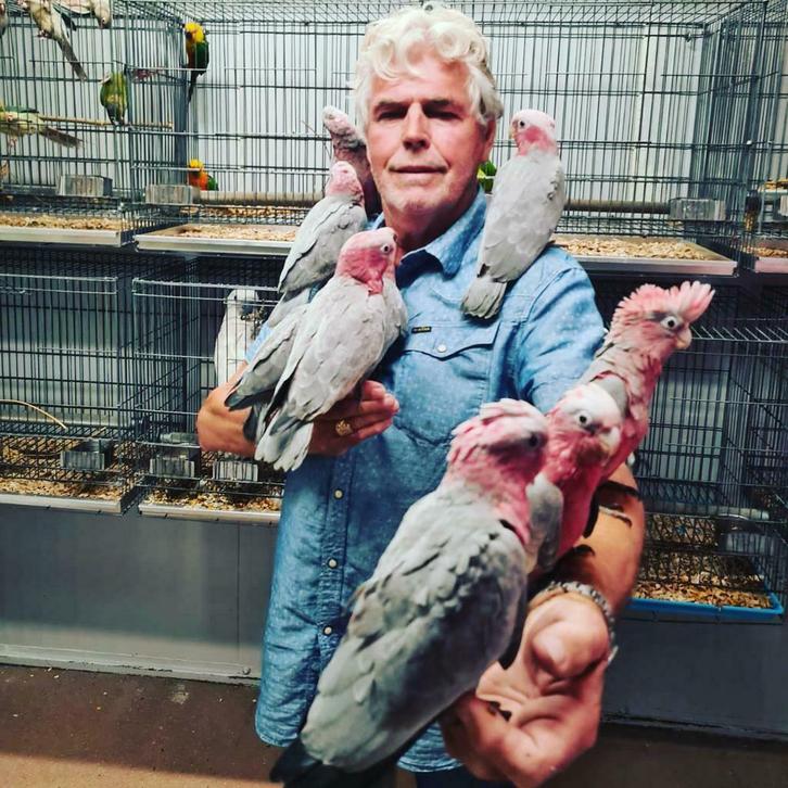 PAPEGAAI NL