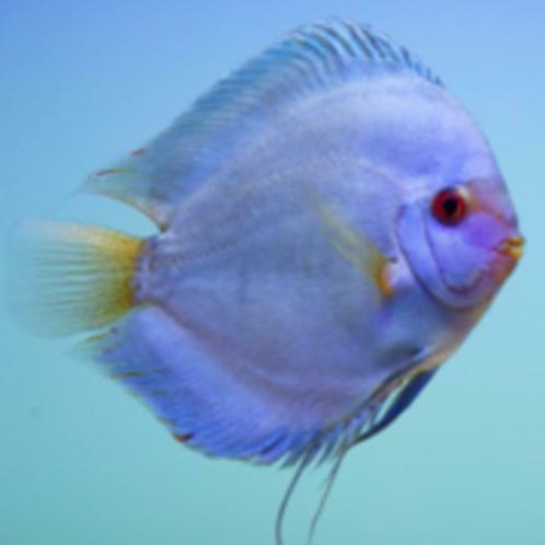 DISCUS PASSIE nl
