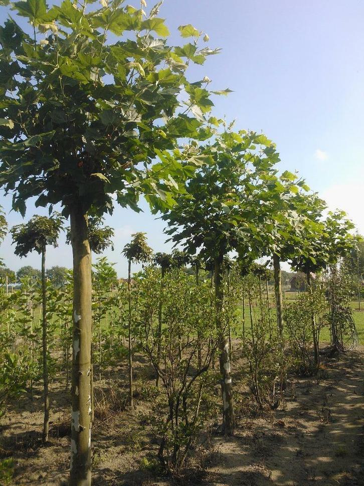 Bomen en Struiken