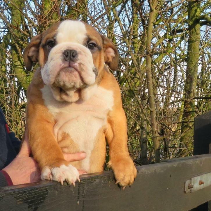 Loes Mozer Eng Bull Windelloan