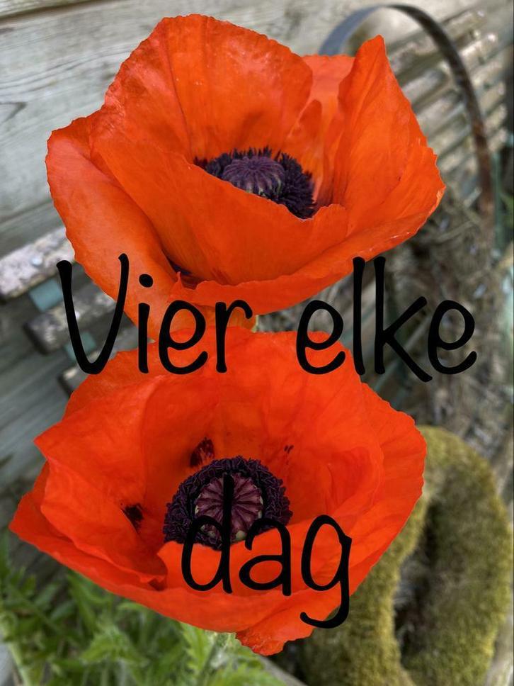 Neeltje .