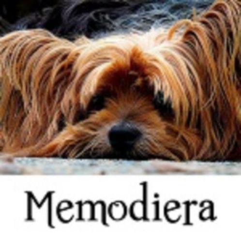 Memodiera Huisdierenafscheid