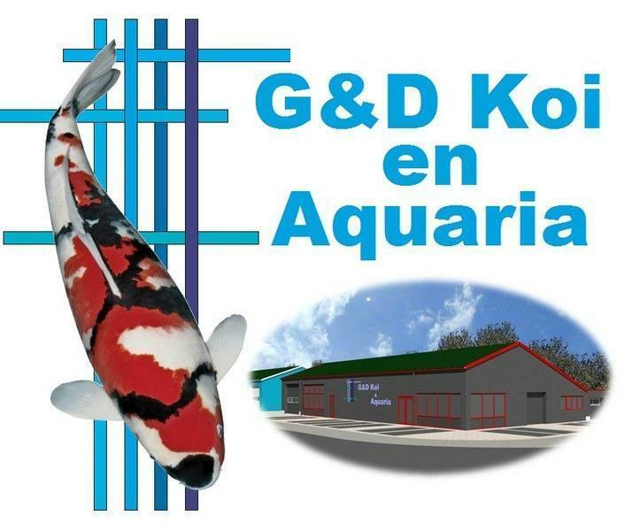 G&D Koi en Aquaria