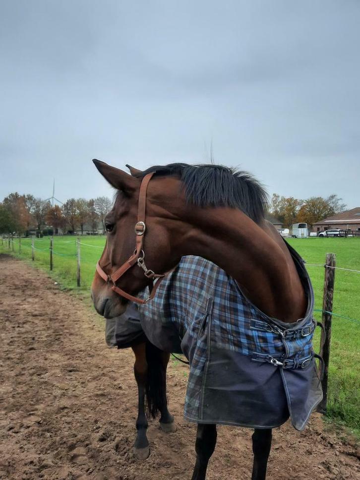 Elegantia Horses