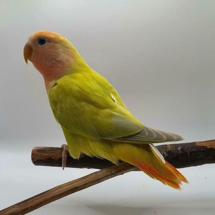 BIRDS&co