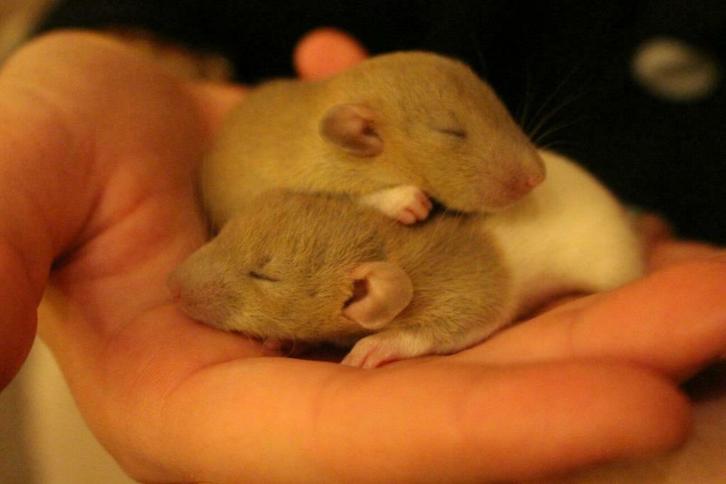 Rats INC. Hobbyfokkerij