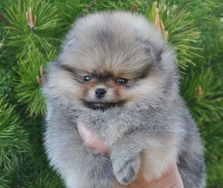 POMERANIAN RESIDENCE