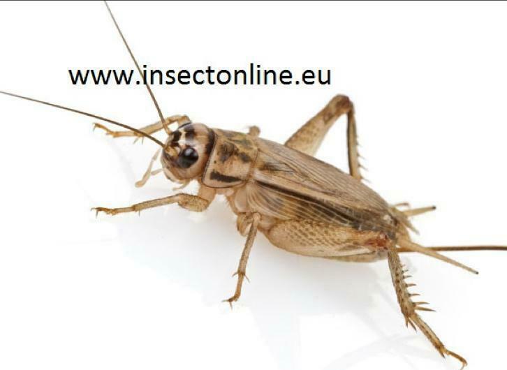 insectonline