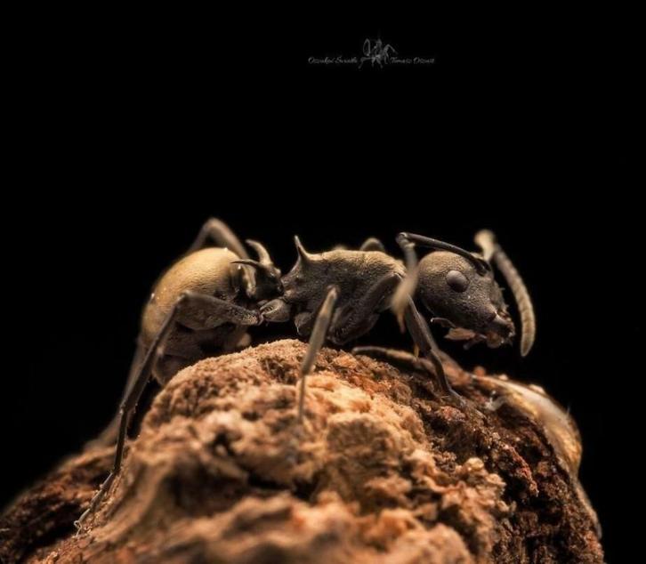 Quality ants