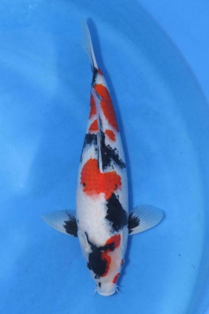 Koi Maas en Waal
