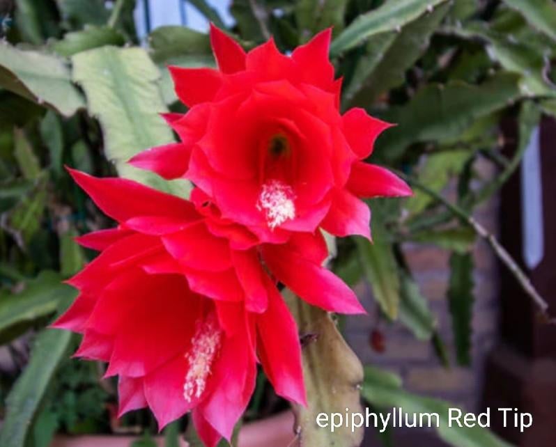 Epiphyllum Red Tip (stekken), Huis en Inrichting, Kamerplanten, Ophalen of Verzenden, Halfschaduw, Minder dan 100 cm