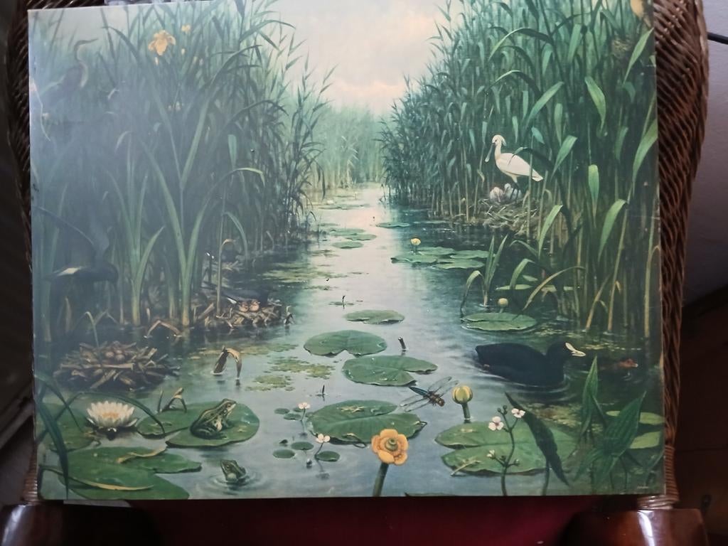 Oude  school plaat vijver en  plas, Antiek en Kunst, Ophalen of Verzenden