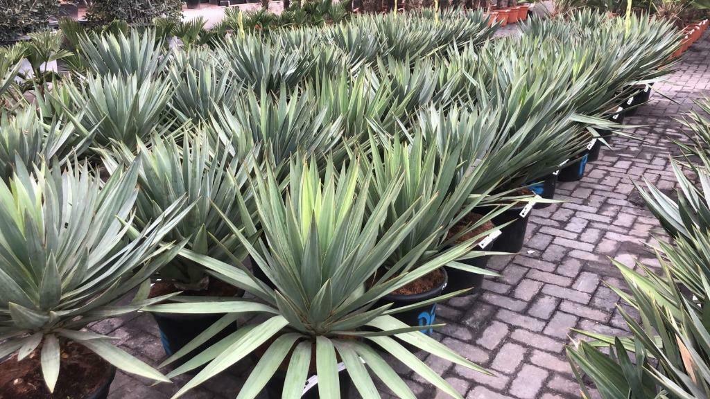 Yucca gloriosa 'Lone Star' te koop, Minder dan 100 cm, Zomer, Volle zon, In pot
