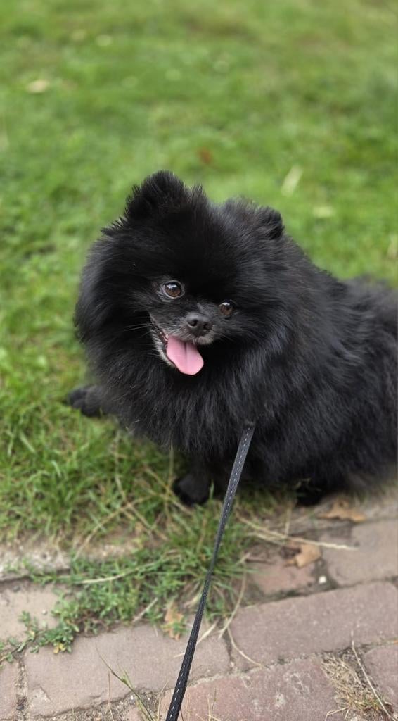 Dekreu Pompiaan pomeriaan dwergkees, Reu, 1 tot 2 jaar, Eén hond, Nederland
