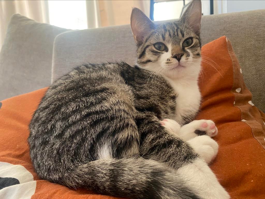 4 maanden oud kitten, Dieren en Toebehoren, Katten en Kittens | Raskatten | Korthaar