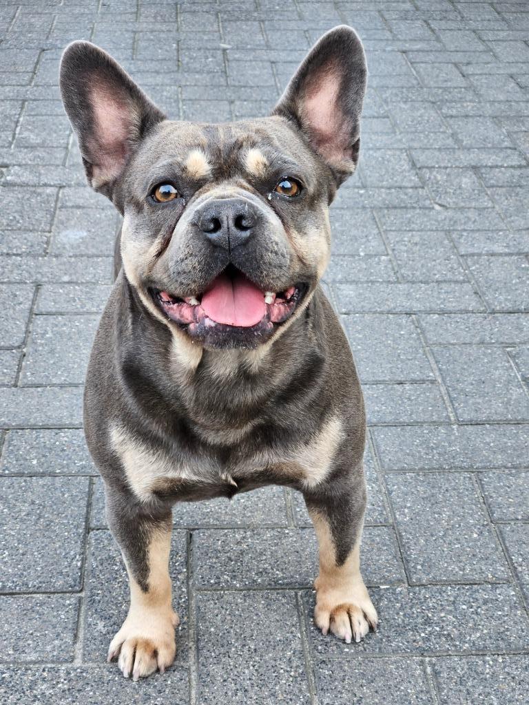 franse bulldog dekreu, Parvo, Reu, 1 tot 2 jaar, Meerdere