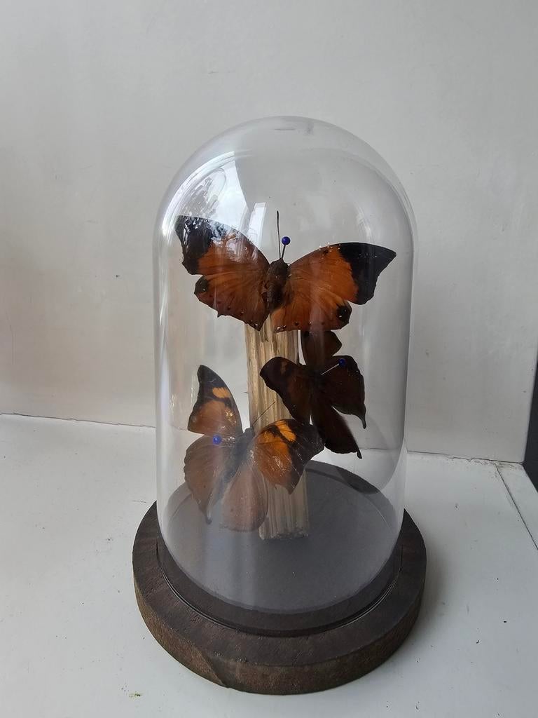 Vlinders in stolp decoratie, Ophalen of Verzenden